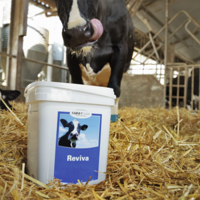 cow using dairy cattle feed supplement in barn