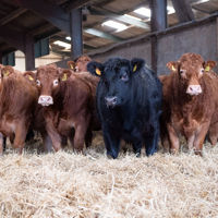 Cattles in stable - Galloway & Macleod